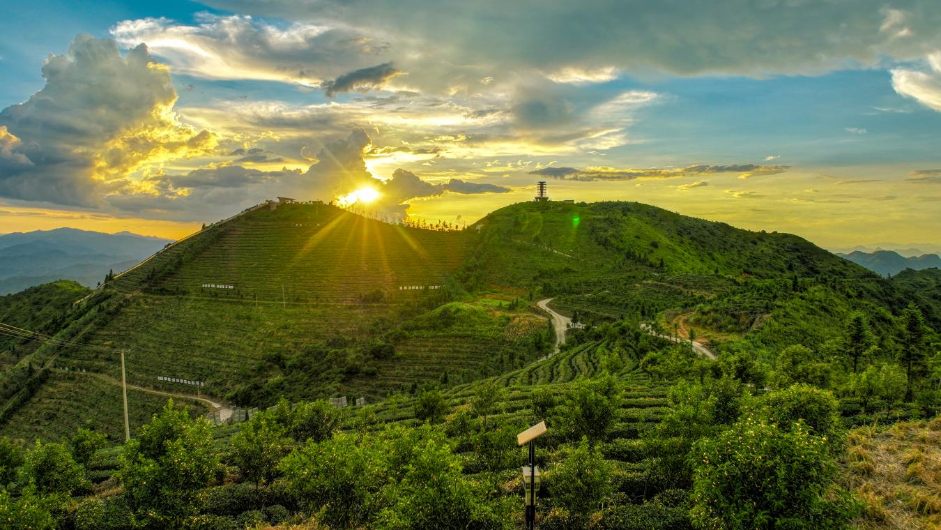 福建安溪：支部领航合作社里促共富(图2)