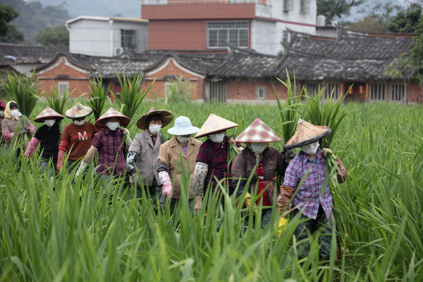 福建安溪：支部领航合作社里促共富(图3)
